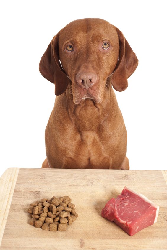 17952017 - dog making a decision over kibbles versus raw diet