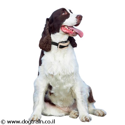 DogTrain-55-קולר רטט נטען נגד נביחות ויללות לכלבים רגישים מכל הגזעים