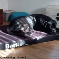 מזרן Bark איכותי ביותר לכלבים עשוי קורדורה ומצע עליון מבד עמיד לשריטות