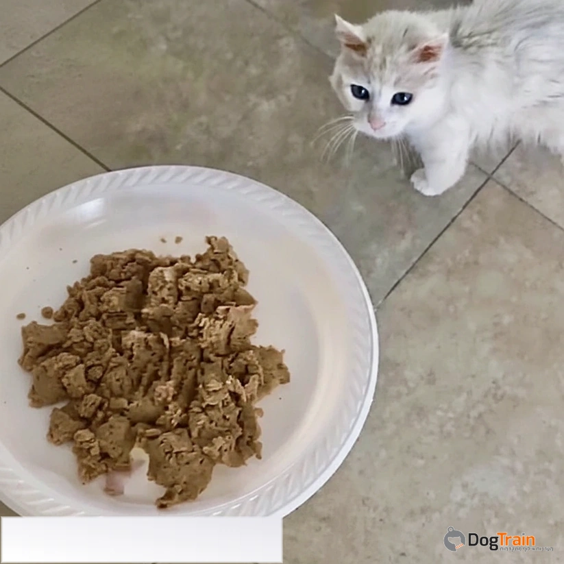 Felis_Nature_פליס_נייצ_ר_מזון_100_טבעי_לחתולים_logo_2