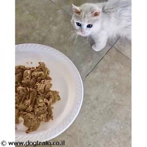 Felis Nature – פליס נייצ’ר מזון 100% טבעי לחתולים