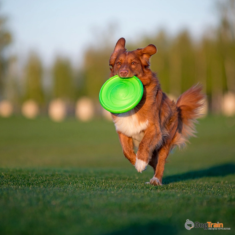 פלייבר פריסבי לכלבים flyber