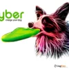 פלייבר פריסבי לכלבים flyber