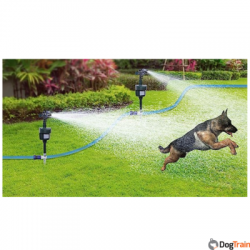 הרחקת כלב מהחצר באמצעות ממטרת מים