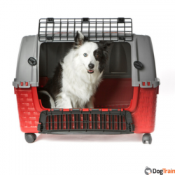 bama car with dog inside