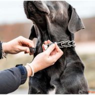סוגר מיוחד לסגירה נוחה בקליק של קולרי דוקרנים לכלבים HS בשלוש מידות שונות