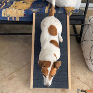 רמפת עלייה לכלבים קטנים/קטנטנים על ספות ומיטות