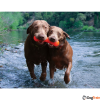 LB_dawgbuster_dogs_in_water