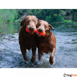 LB_dawgbuster_dogs_in_water