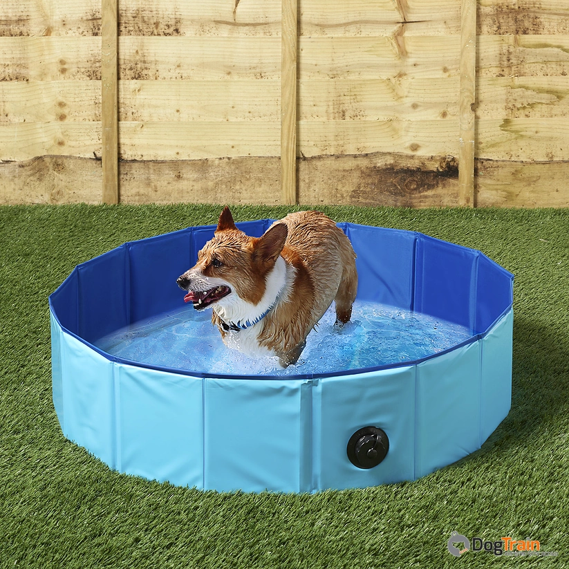 בריכה_לכלבים_1