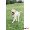 Air Fetch Ball M3_processed
