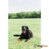 Air Fetch Ball M4_processed