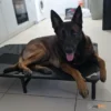 מיטת_טרמפולינה_DogSecret_logo_1