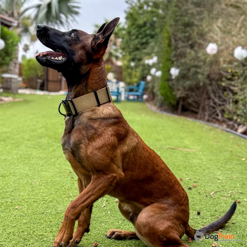 קולר_ניילון_טקטי_רחב_במיוחד_לכלבים_בינוניים_וגדולים_2