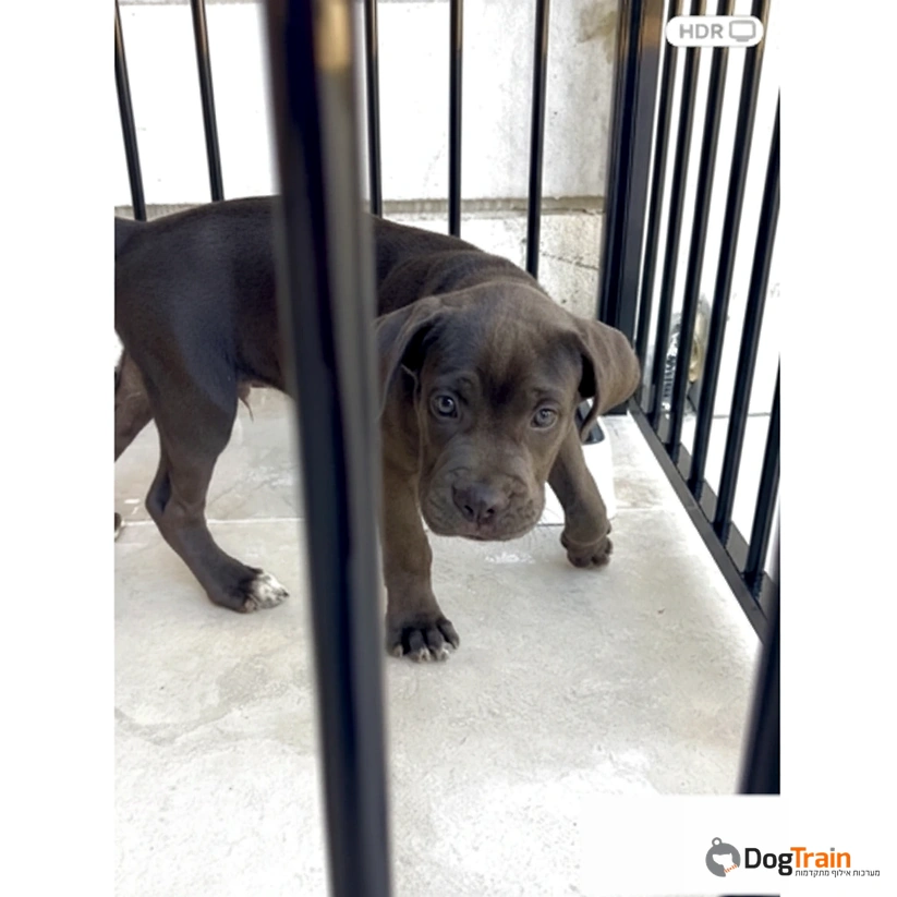 MultiSpace_מכלאה_כלוב_חצר_פנסיונים_כלביות_מאסיבי_לכלבים_למנוחה_ולאילוף_6