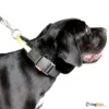 קולר_ניילון_לכלב_עם_ידית_אחיזה_4