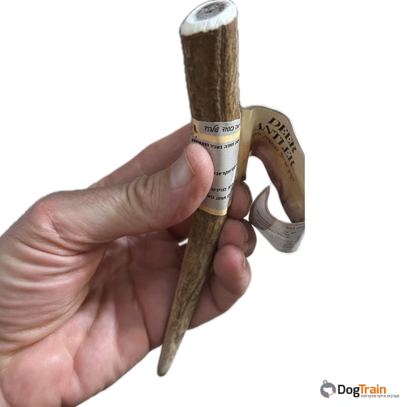 קרן_אייל_שלמה_לכל_סוגי_הכלבים_2