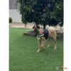 רתמת_ניילון_זוהרת_בסגנון_משטרתי_עם_פס_מחזיר_אור_בחזה_הכלב_5