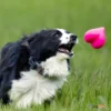 Dawg-Hart Dawg-Hart צעצוע עמיד במיוחד בצורת לב לכלבים עם אחריות לכל החיים
