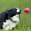 Dawg-Hart_Dawg-Hart_צעצוע_בצורת_לב_גדול_צף_במים_לכלבים_עם_אחריות_לכל_החיים_3