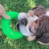 Dawg-Ring Dawg-Ring XL