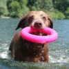 Dawg-Ring Dawg-Ring XL