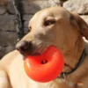 Ruff_Dawg_Nut_צעצוע_לעיסה_ומשחק_לכלב_בצורת_דונאט_בלתי_ניתן_לקריעה_2