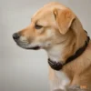 Dogtra_640C-קולר_אילוף_חשמלי_לכלבים_בינוניים_וגדולים_3