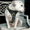 LH-0278_חדש_רתמת_הליכה_מעור_לגזעים_בינוניים_וגדולים_15