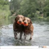 Ruff_Dawg_BUSTER_צעצוע_לעיסה_ומשחק_לכלב_בצורת_מקל_בלתי_ניתן_לקריעה_3
