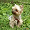 גדר_חשמלית_של_PetSafe_האמריקאית_לכלבים_מגזע_קטן_מאוד_ולחתולים_3