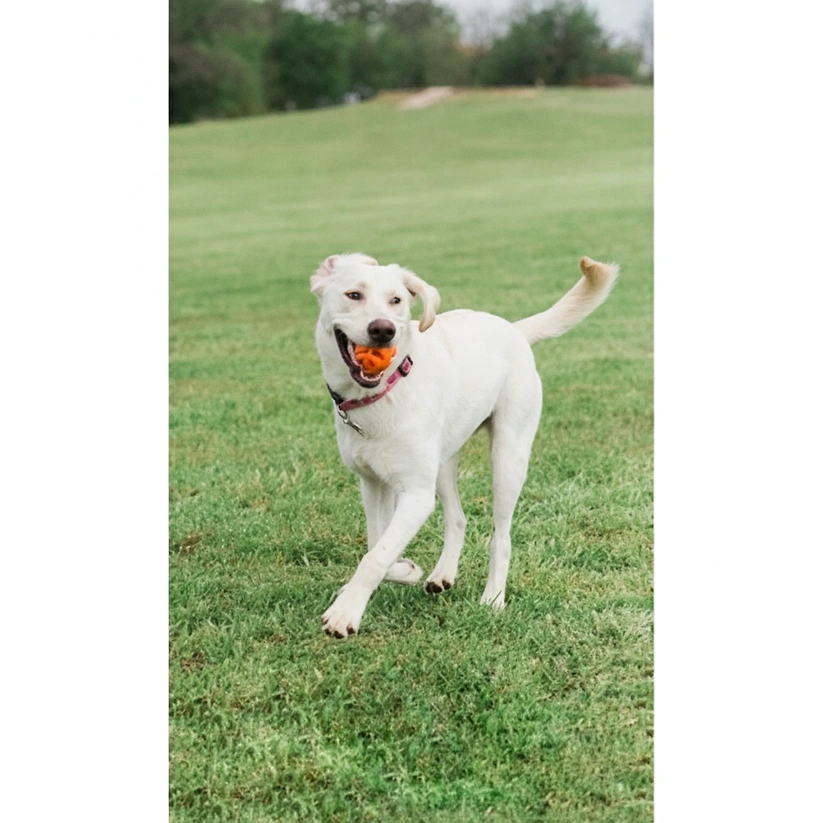 זוג_כדורי_ChuckIt_Air_Fetch_Ball_מידה_M_עם_אחזור_אוויר_לכלב_3