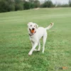 כדור_ChuckIt_Air_Fetch_Ball_עם_איחזור_אוויר_לכלבים_3