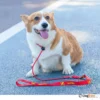 רצועת_סליפ_ליש_Slip_Leash_לאילוף_כלבים_5